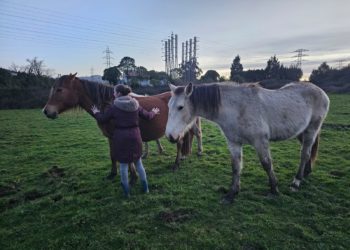 El SEPRONA investiga la muerte de otro caballo en una finca de Gijón