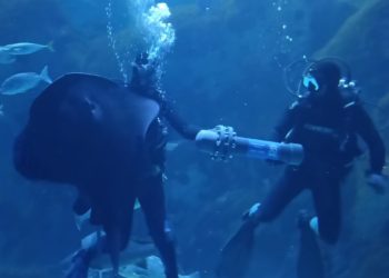 El Acuario sumerge una cápsula del tiempo por su vigésimo aniversario: «Podemos ser un gran motor de la zona»