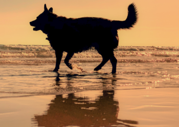 Choque frontal entre PP y Foro por las playas para perros en Gijón