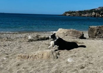 La cruzada para evitar el fin de El Rinconín como playa canina se acerca a las 2.000 firmas en dos días y medio