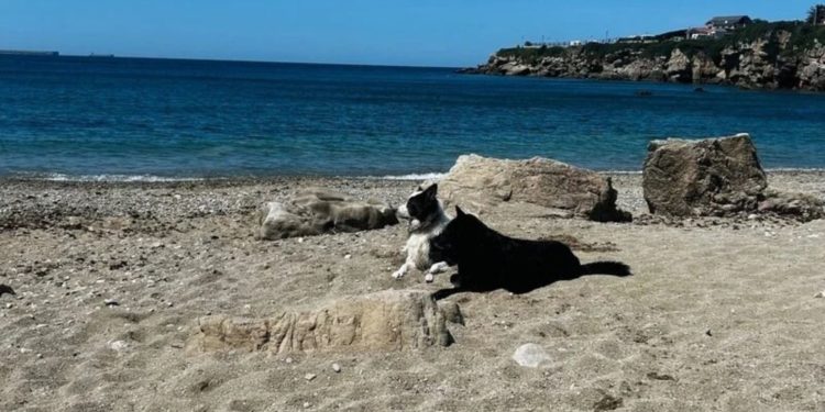 La cruzada para evitar el fin de El Rinconín como playa canina se acerca a las 2.000 firmas en dos días y medio