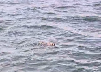 La cría de foca gris recogida en Cadavedo vuelve al mar tras recuperarse en el Acuario