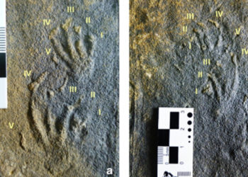 Los primeros rastros de lagartos jurásicos en Europa han sido documentados en Asturias