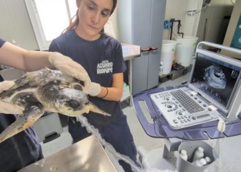 Un ejemplar de una de las especies más amenazadas del mundo se recupera en el Acuario de Gijón