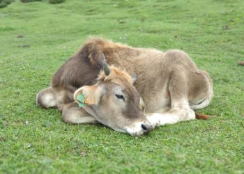 URA cuestiona que la nueva marca de Asturiana de los Valles abarcaría animales fuera del Principado