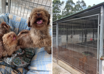 La otra cara del rescate de 347 perros en Gijón: «A la gente se le olvida que aquí ya había animales que necesitan un hogar»
