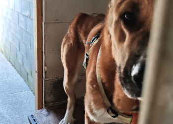 «Estamos hartos de ver a los perros sufrir»: denuncian irregularidades en los albergues de Mieres y Langreo, que la empresa y el Ayuntamiento niegan