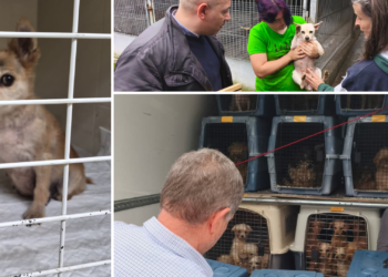 ¿Cómo ayudar a los perros rescatados en Gijón? Esto es lo que puedes hacer