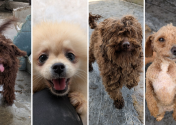 «Metían cachorros en el congelador para que muriesen»: extrabajadores describen el ‘infierno canino’ destapado en Gijón