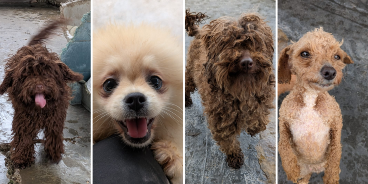 «Metían cachorros en el congelador para que muriesen»: extrabajadores describen el ‘infierno canino’ destapado en Gijón