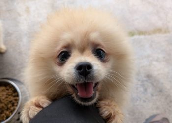 El ‘criadero de los horrores’ moviliza a la FAV, que inicia una campaña de recogida de enseres para los perros