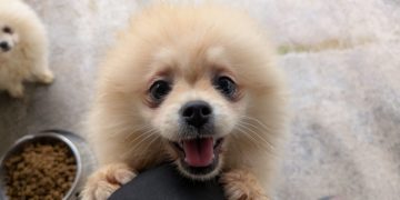 El ‘criadero de los horrores’ moviliza a la FAV, que inicia una campaña de recogida de enseres para los perros