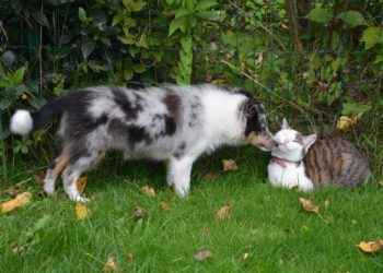 ¿Qué establece la primera norma europea para proteger a perros y gatos de abusos en su cría?