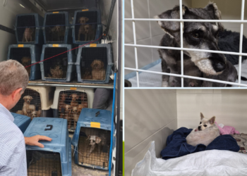 Hernias, tumores de mama y problemas cardiacos, de ojos o de piel: el estado de los perros trasladados al albergue