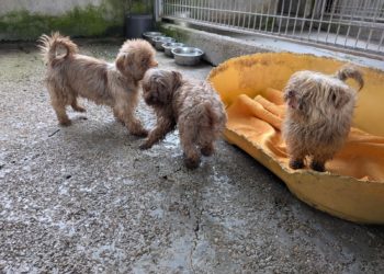 La gerente de la empresa canina de Gijón cuenta con otro criadero en Badajoz