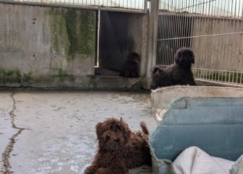 En marcha una campaña para recoger alimento para los perros rescatados del criadero de Gijón: esto es lo que se necesita