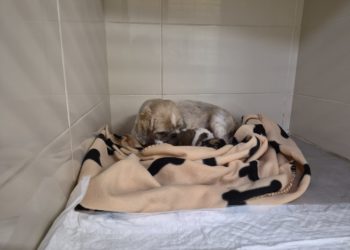 Cinco partos en una semana elevan a 363 los perros afectados por el criadero intervenido en Gijón