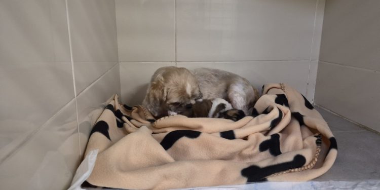 Cinco partos en una semana elevan a 363 los perros afectados por el criadero intervenido en Gijón