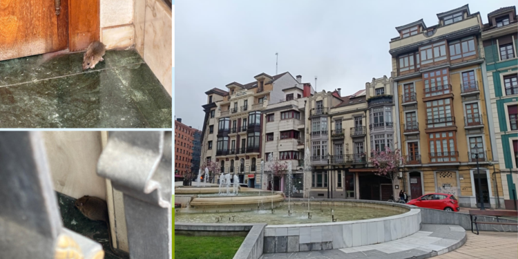 Una rata ‘se hace fuerte’ en un portal de la avenida de El Llano: «Tenemos miedo a que se nos metan en casa»