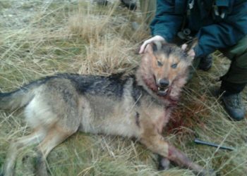 El TSJA anula el plan de control del lobo al considerar que carece de base legal vigente