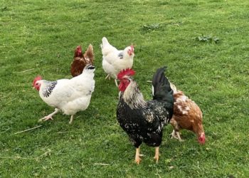 La cría de aves de corral en libertad vuelve a permitirse en Gijón tras el fin de las restricciones por gripe aviar