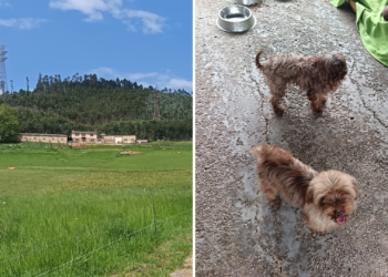El criadero intervenido en Gijón no disponía de licencia municipal ni de autorización de núcleo zoológico