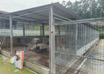 Medio Ambiente acometerá una reforma integral del albergue de Serín, refugio actual de perros rescatados del criadero de Gijón