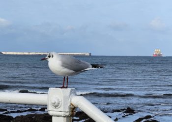 Con rapaces en los cielos, pero sin cadáveres en tierra firme: así controlará Gijón la población de gaviotas