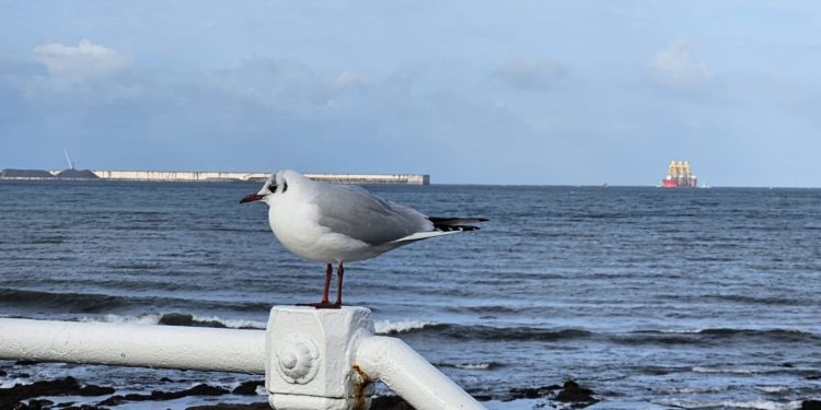Con rapaces en los cielos, pero sin cadáveres en tierra firme: así controlará Gijón la población de gaviotas