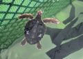 Todo listo para que las veinte tortugas bobas atendidas en el Acuario regresen a su ‘casa’ del Mediterráneo