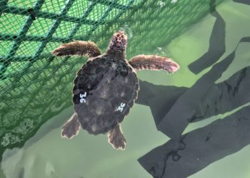 Todo listo para que las veinte tortugas bobas atendidas en el Acuario regresen a su ‘casa’ del Mediterráneo
