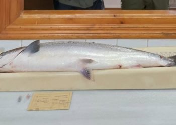 El ‘campanu’ sí que tendrá su subasta: un grupo de pescadores organiza un evento privado en Cangas de Onís
