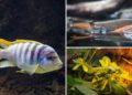 El Acuario de Gijón se asoma al continente vecino por el Día Mundial de África