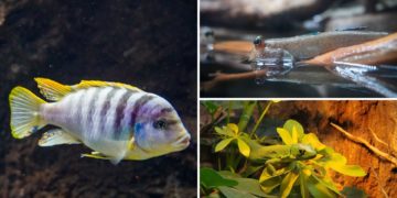 El Acuario de Gijón se asoma al continente vecino por el Día Mundial de África