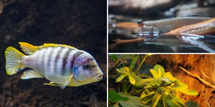 El Acuario de Gijón se asoma al continente vecino por el Día Mundial de África