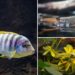 El Acuario de Gijón se asoma al continente vecino por el Día Mundial de África