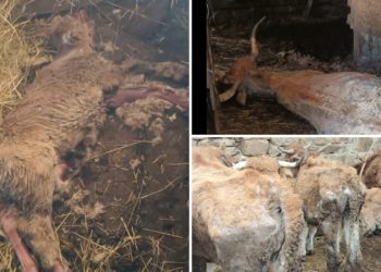Asturias, sacudida por otro caso de maltrato animal: investigan a una pareja del Oriente por desatender a sus vacas