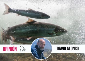 Ya no hay linces boreales, y tampoco habrá salmones