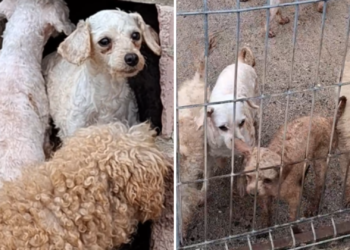 El relato del horror del centro canino de Gijón: «Había perras de 4 o 5 años con seis partos»