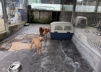 Cuatro detenidos por presunto delito continuado contra los animales en el ‘criadero de los horrores’ de Gijón
