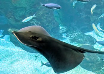 El Acuario de Gijón lleva la conservación del salmón atlántico al Congreso de los Diputados en el Día de la Biodiversidad