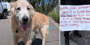Simoncelli, un golden al que dejaron atado a la puerta de una clínica, busca familia: «No puedo cuidarlo como se merece»