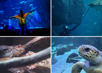 Dos décadas navegando por la biodiversidad: el Acuario de Gijón celebra sus 20 años