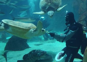 El Acuario y la Fundación BIOPARC alertan: proteger la biodiversidad «es una de las respuestas más eficaces frente a la crisis climática»