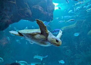 ‘Paga lo que quieras’, la fórmula con el que el Acuario abrirá sus puertas de par en par por su 20º aniversario
