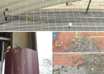 Los excrementos de aves en la pista cubierta del CP El Llano preocupan a las familias: «Es un riesgo para la salud»