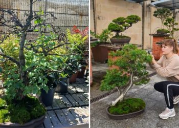 Bonsáis: de símbolo de armonía a foco de polémica con derivada judicial en el Jardín Botánico de Gijón