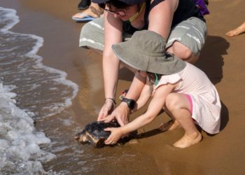 Han vuelto a casa: las veinte tortugas bobas cuidadas en el Acuario de Gijón regresan al Mediterráneo