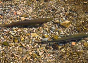 ¿Una nueva era en la pesca del salmón en Asturias? El Gobierno propondrá vedarla parcialmente en 2027