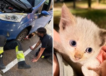 ‘Mecano felino’ en Felechosa: desmontan el motor de un coche para rescatar a un gato atrapado allí un día entero